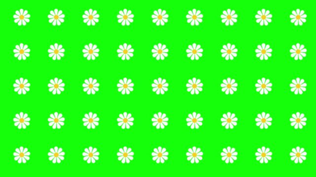 seamless floral pattern with camomiles, daisy flowers arranged in grid geometric motif animation on green screen background, summer botanical repeating mothers day women day backdrop