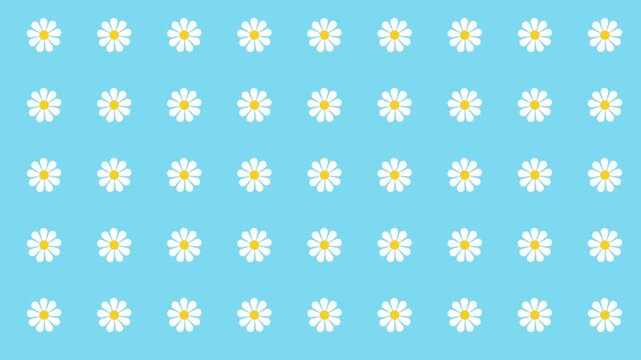 seamless floral pattern with camomiles, daisy flowers arranged in grid geometric motif animation on blue background, summer botanical repeating mothers day women day backdrop