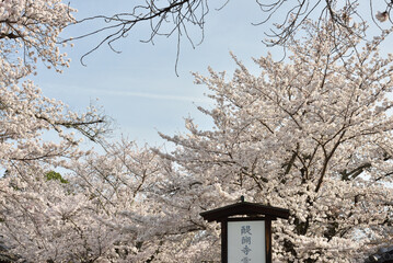 世界遺産醍醐寺　霊宝館前　サクラ(京都市伏見区)