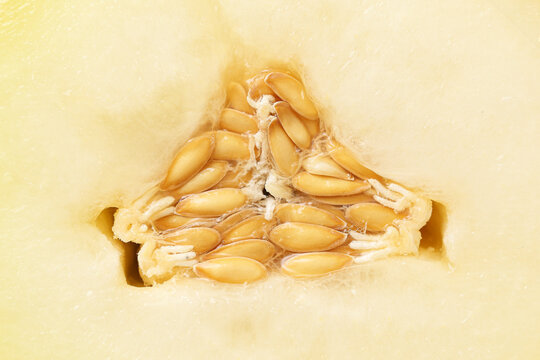 Melon seed core closeup. Ripe honeydew interior. Pale yellow flesh texture. Fresh fruit macro detail. Natural organic produce. Healthy summer food. Abstract food background