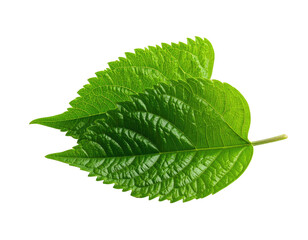 Obraz premium Detailed, glossy green leaf with visible veins, isolated on black background
