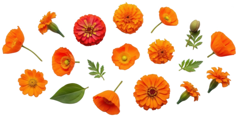 Vibrant, freshly-picked orange and red Zinnia flowers with delicate petals and lush green stems are artfully scattered across a transparent background,, isolated on transparent background.