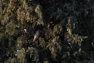 Waldohreule sitzt auf einem großen Baum © Christina Pichler