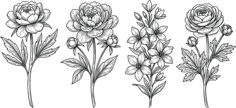 Blue botanical floral line art illustration set, vintage hand drawn flowers, elegant rose peony sketch, isolated on white background design - Powered by Adobe