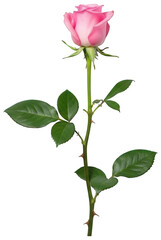 A delicately rendered, soft pink rose blossom with lush green foliage and a slender, upright stem, presented in a realistic photographic style against a, isolated on transparent background.