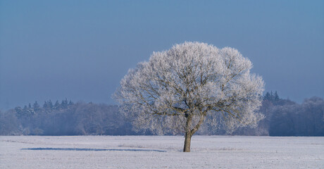 Solitary Frost Covered Tree in Winter Landscape under Clear Sky