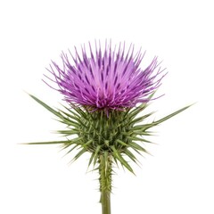 A detailed macro photograph of a striking purple thistle flower, showcasing its intricate petals and sharp green spiky leaves. Isolated on a pure white background.