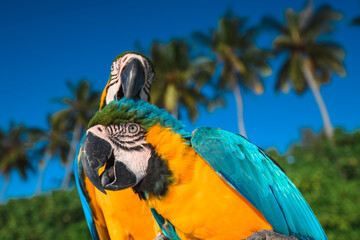 Close-up of two colorful blue-and-yellow Macaw parrots with tropical palm trees and blue sky background © martingaal