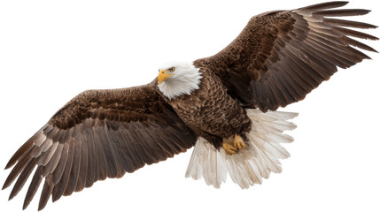 Fototapeta premium Bald eagle flying with wings spread, isolated on transparent background, symbolizing freedom, power, and wildlife