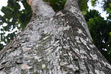 The tree trunk is covered in green moss and is textured