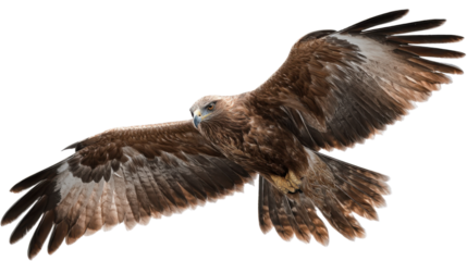 Eagle raptor soaring high with wings spread, symbolizing freedom, power, and wildlife in natural habitat