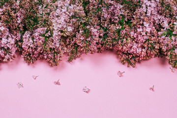 Lilac flowers on pink trendy pastel background, flat lay style. Place for your text.