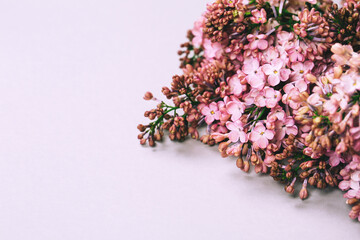 Lilac branch on grey pastel background, flat lay style. Place for your text.