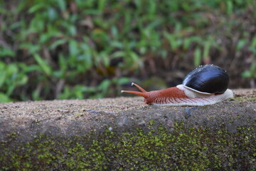 snail on the wall © KSK Clicks