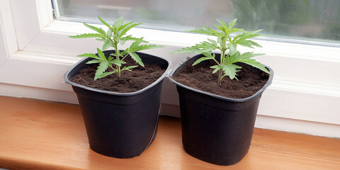 Young cannabis plants growing in pots on wooden windowsill, symbolizing home cultivation and legal growth