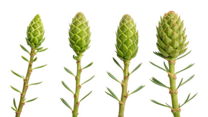 Four Green Pine Cones on Stems with Leaves in Pixelated Style