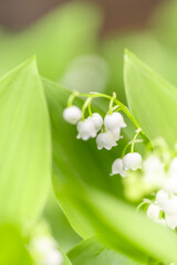 Delicate white lily of the valley flowers in soft green in a spring garden, natural wallpaper or background with a floral motif
