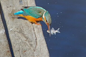 A close-up shot of a male common kingfisher (Alcedo atthis) with a fish in its beak perched on a net and wooden walkway against a blurred background.