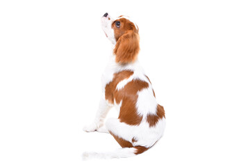 Spaniel puppy, sitting with your back, isolated on white background