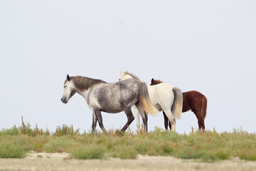 Obraz premium A family of wild Danube horses is filmed close-up with a foal.