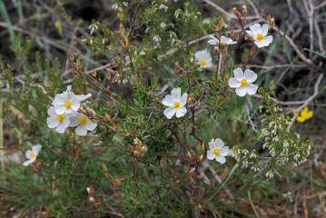 White flowers of Halimium umbellatum in bloom, with yellow centers, growing naturally in a Mediterranean shrubland habitat. Photo taken in Canencia, Spain