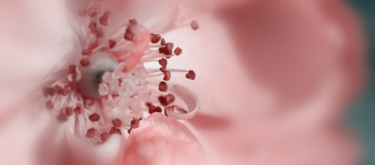 Close-up of pink rose flower stamens and pollen, floral wallpaper or background, design pattern