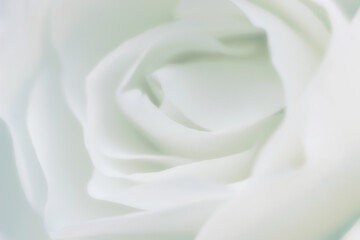 Ethereal white rose flower petals, floral wallpaper or background, design pattern