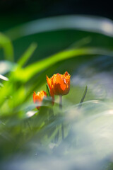Orange blooming tulip flowers in spring garden, floral wallpaper or background, design pattern