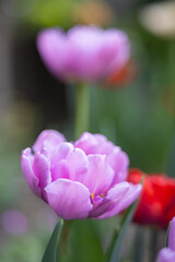 Pink blooming tulip flowers in spring garden, floral wallpaper or background, design pattern