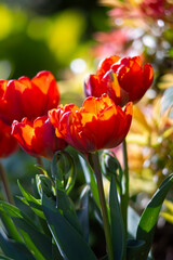 Red blooming tulip flowers in spring garden, floral wallpaper or background, design pattern