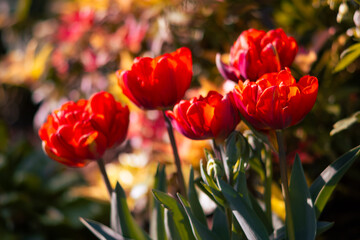 Red blooming tulip flowers in spring garden, floral wallpaper or background, design pattern