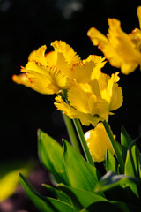 Yellow blooming tulip flowers in spring garden, floral wallpaper or background, design pattern