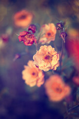 Orange Geum Mai Tai flowers blooming in spring garden, floral wallpaper or background, floral pattern for design