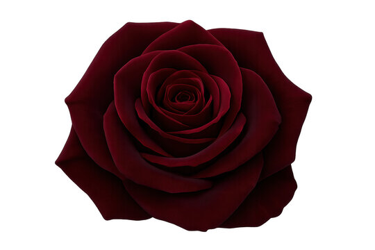 Dark red velvet rose blooming on transparent background