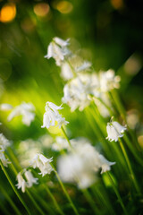 White flowers, natural garden, Spanish hyacinth (Hyacinthoides hispanica), floral wallpaper or background, floral pattern for design