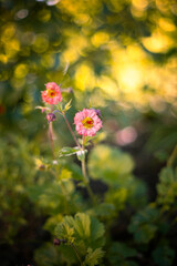 Orange Geum Mai Tai flowers blooming in spring garden, floral wallpaper or background, floral pattern for design