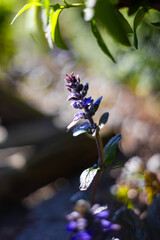 Ajuga reptans from the mint family (Lamiaceae), floral background or natural wallpaper