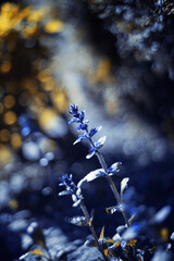 Ajuga reptans from the mint family (Lamiaceae), floral background or natural wallpaper