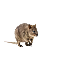 Quokka standing looking right with tail on transparent