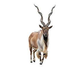 Markhor wild goat standing full body on transparent backdrop