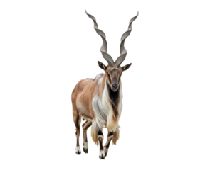 Markhor wild goat standing full body on transparent backdrop
