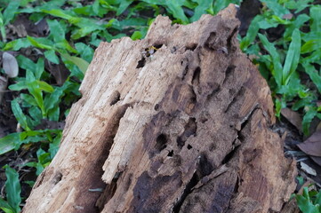 Tree Trunk Eaten By Insects. Natural old tree texture. Top view of the bark of a tree. Wood surface defects and fibers close up.