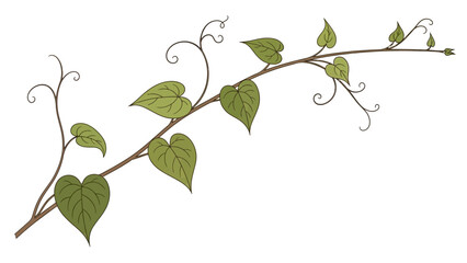 Elegant botanical illustration of a green vine with heart-shaped leaves