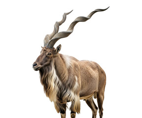 Markhor standing, looking sideways, studio shot, wild animal