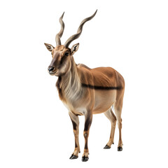 Saiga antelope standing, looking forward, studio shot