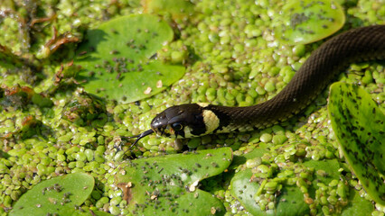 Black Grass Snake (Natrix natrix) called called the ringed snake or water snake Among Green Duckweed on sunny pond. Close-up of Reptile
