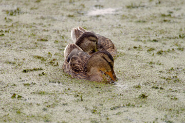 Two female mallard ducks float in a Shallow Pond Water covered with duckweed