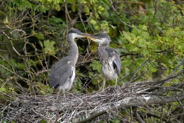 Fototapeta premium grey heron chicks in the nest, close up