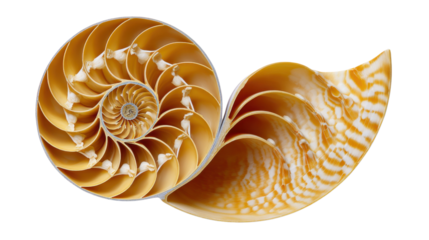 Nautilus shell cross-section showing perfect spiral, geometry and natural logarithmic growth on transparent background
