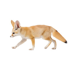 Fennec fox walking side view profile on transparent backdrop